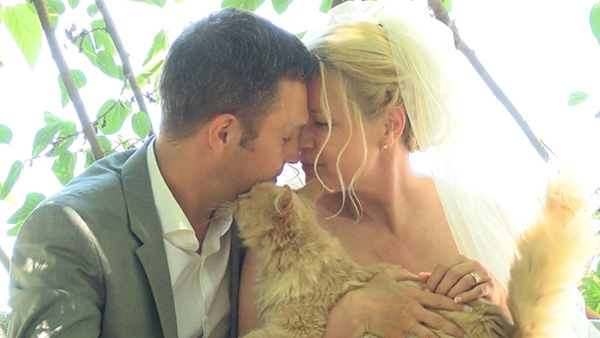 couple invites 100 cats to wedding