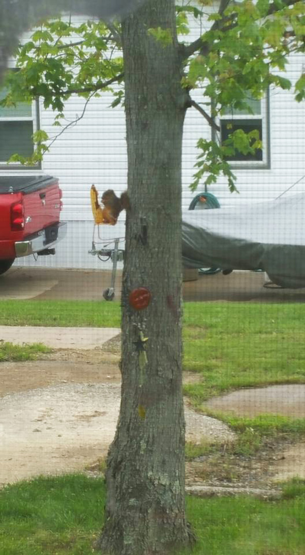 best squirrel feeder ever