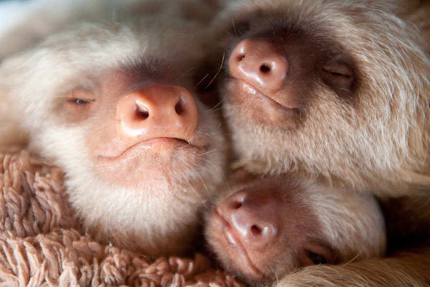 baby sloths