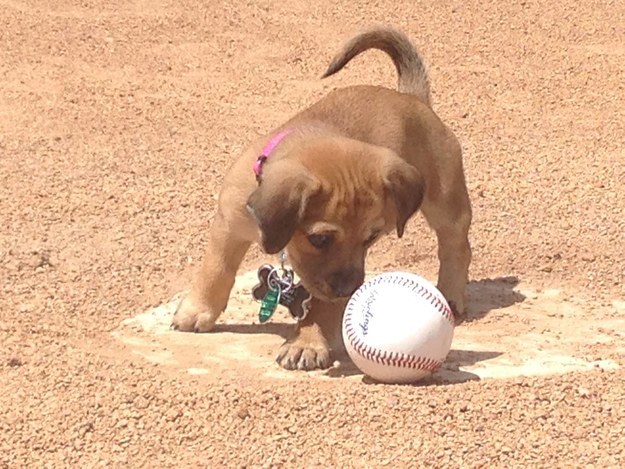 bat dog baseball team