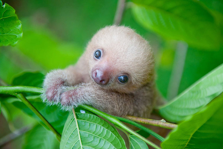 baby sloths