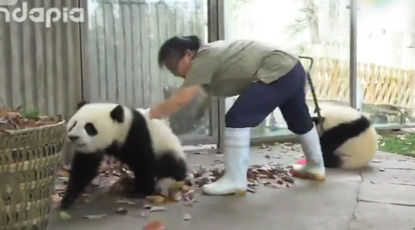panda clean pull panda clean pull