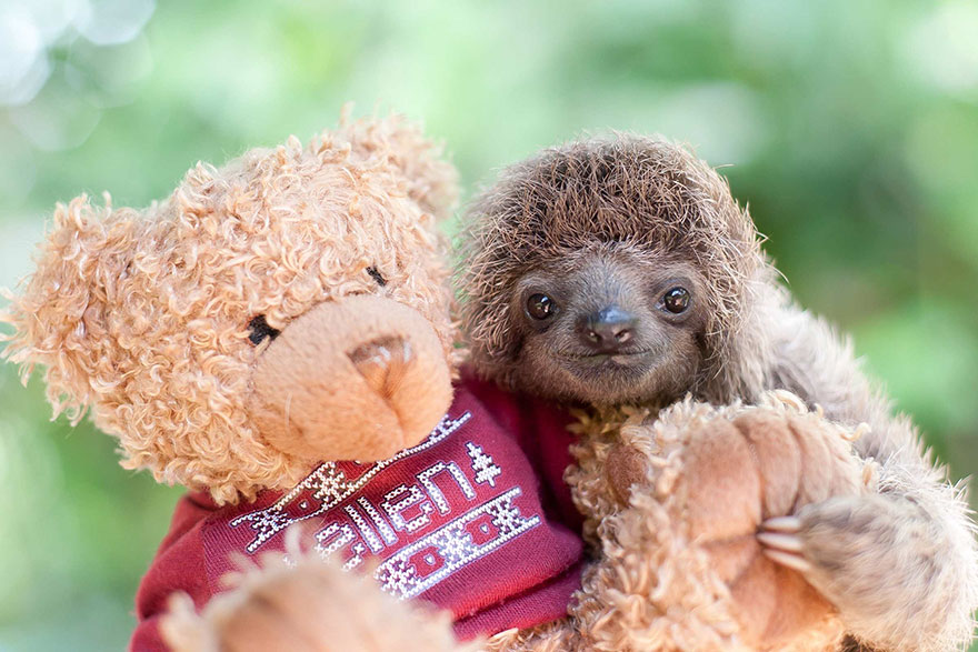 baby sloths