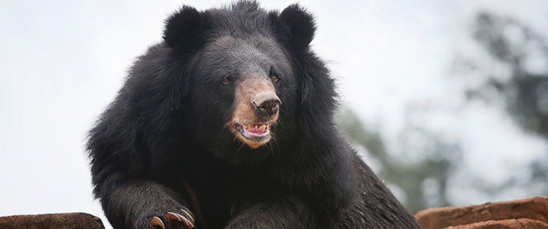 epic story about fighting black bear