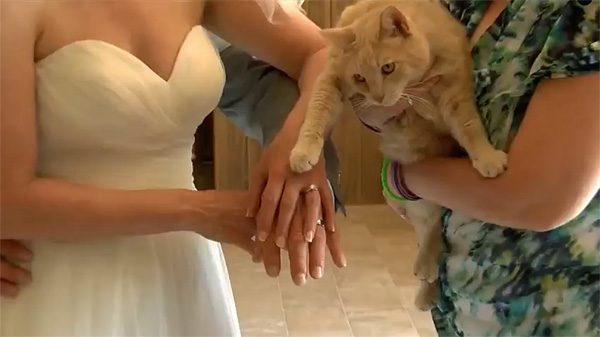 couple invites 100 cats to wedding