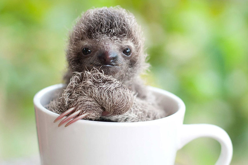 baby sloths