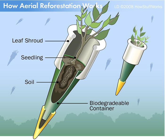 tree bombs reforestation