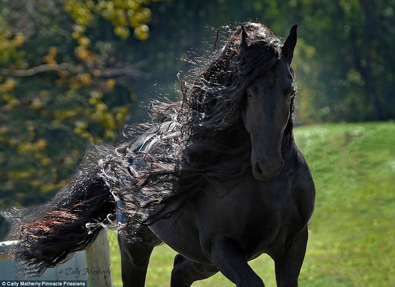 Frederick the great horse