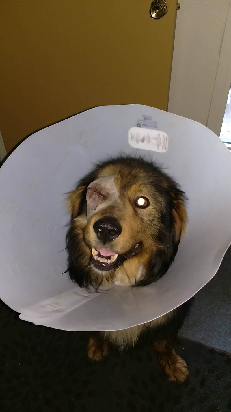 heartwarming story about rescuing an injured dog
