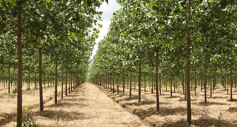 plant 1 billion trees a year with drones