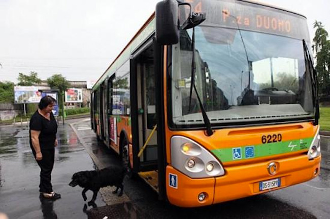 dog in Milan takes bus alone to park