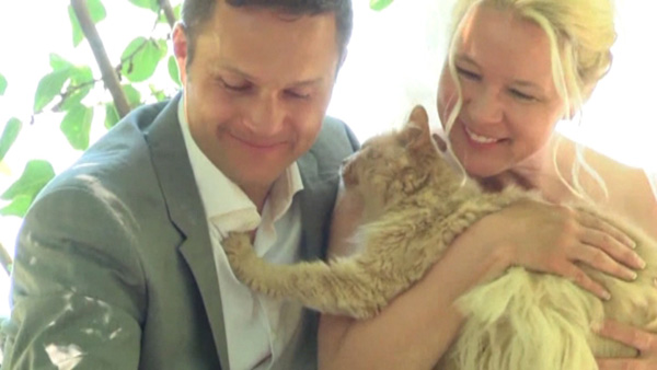 couple invites 100 cats to wedding
