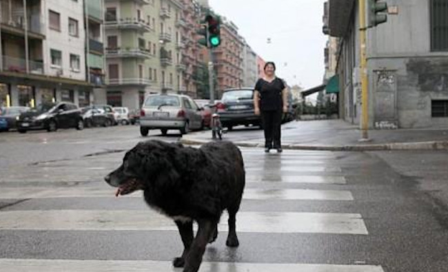 dog in Milan takes bus alone to park