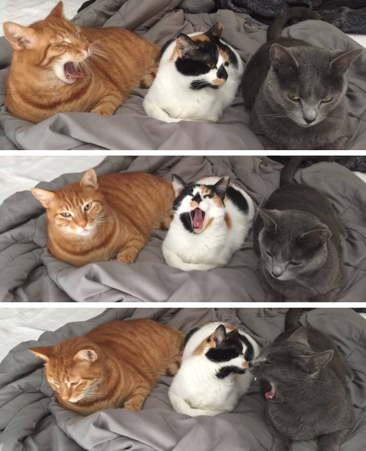 yawns are contagious
