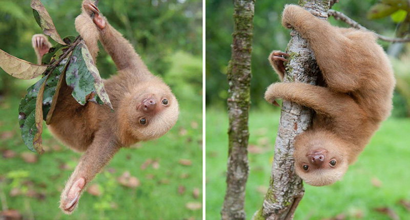 baby sloths