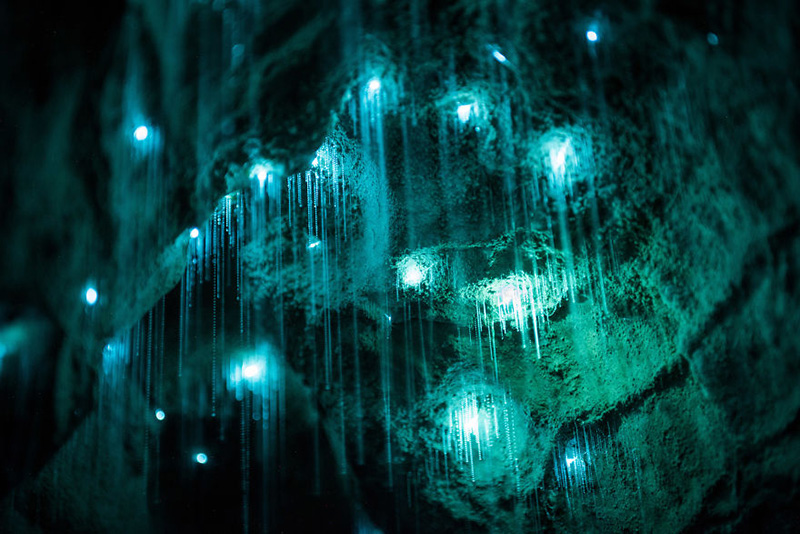 glow worm cave