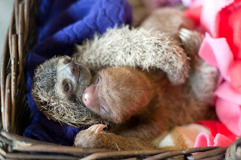 baby sloths