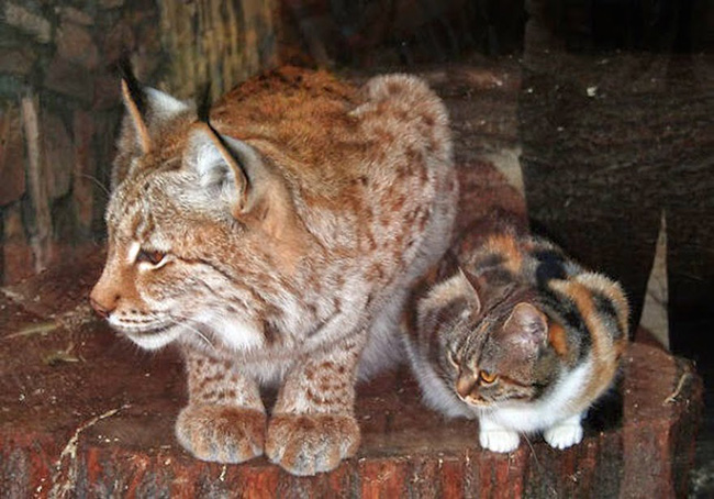 cat sneaks into zoo cuddles with lynx