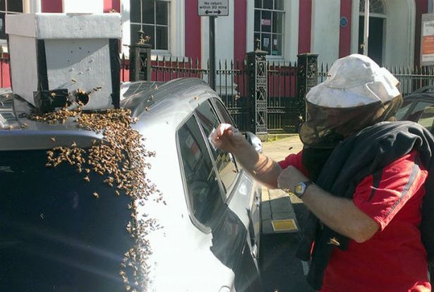 bees swarm and refuse to leave car