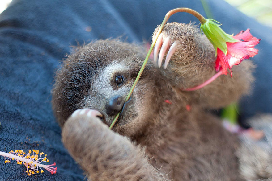 baby sloths