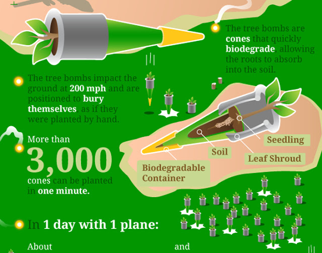 tree bombs