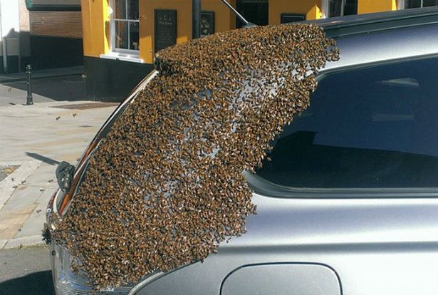 bees swarm and refuse to leave car