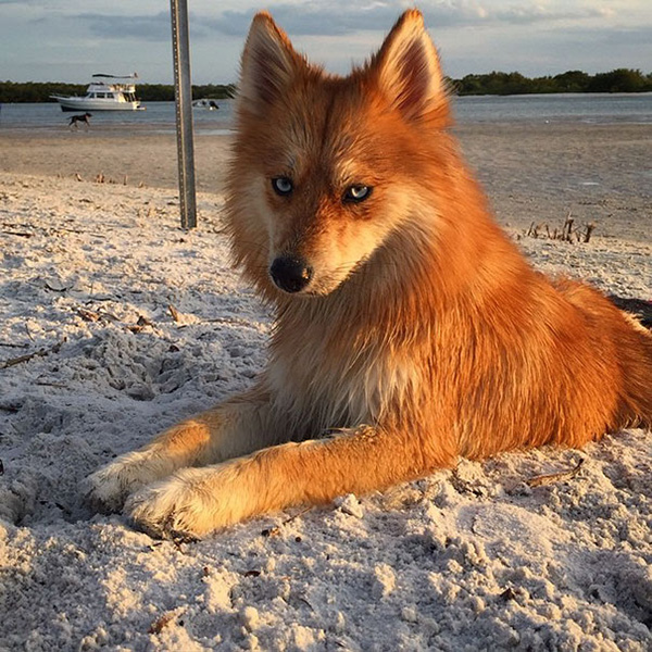 dog looks like a fox