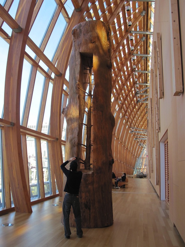 carving tree rings out leaving sapling