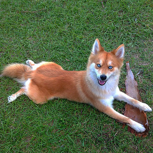 dog looks like a fox