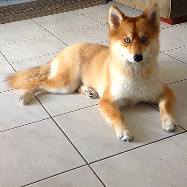 dog looks like a fox