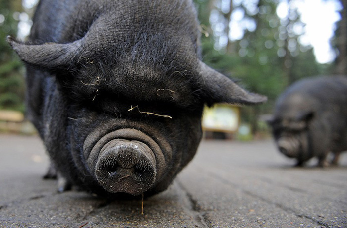 pig plays dead to save owner