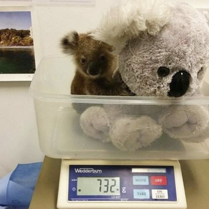 Baby koala is weighed with a toy to reduce its separation anxiety from mom