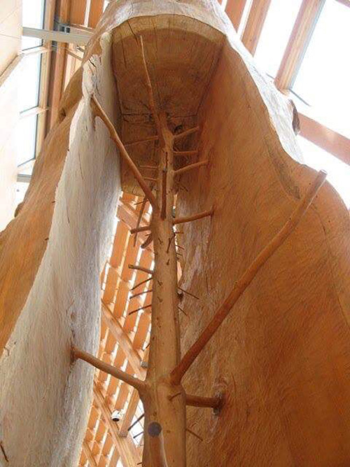 carving tree rings out leaving sapling