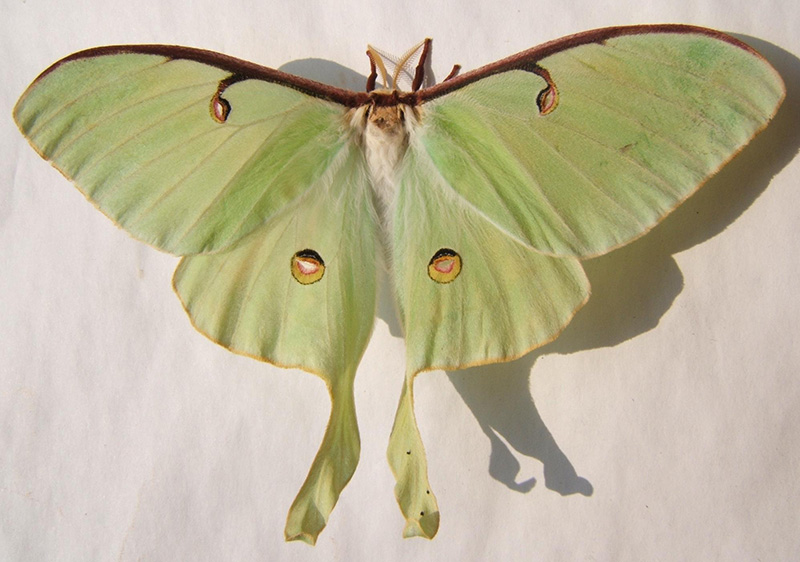 luna moth