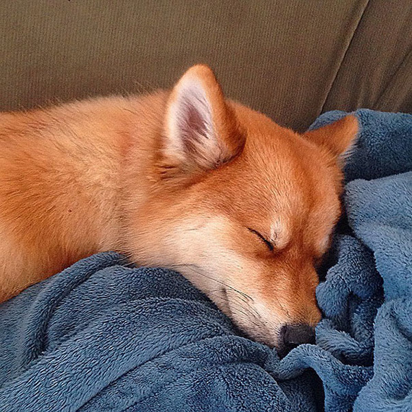 dog looks like a fox