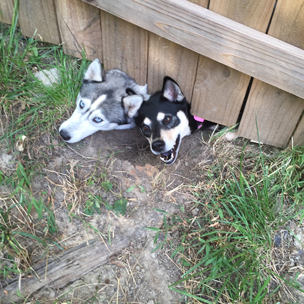 dog under fence