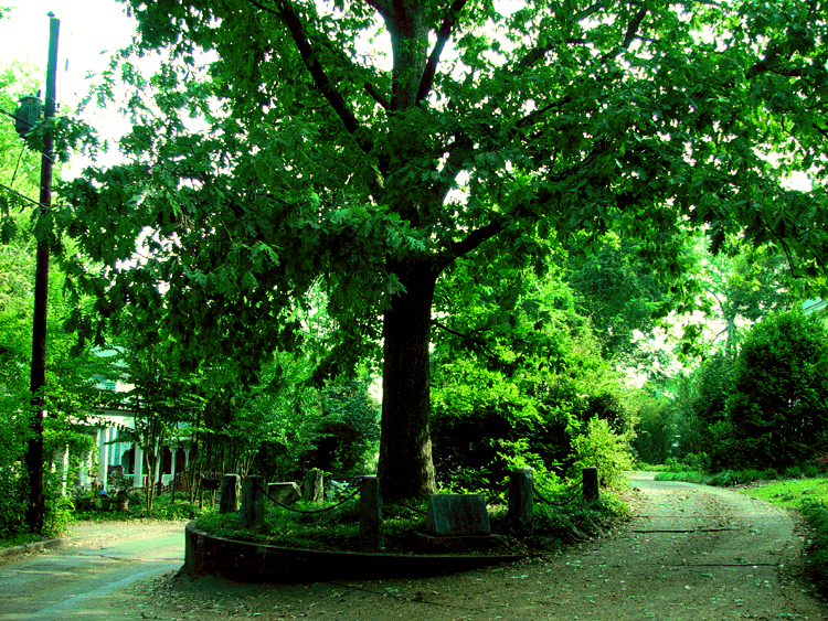 This Tree In Legally Owns Itself And The Land It Occupies