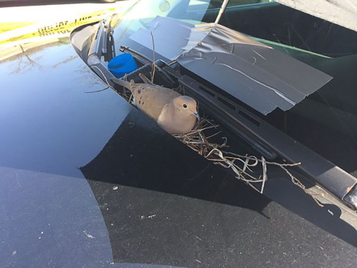 dove cop car