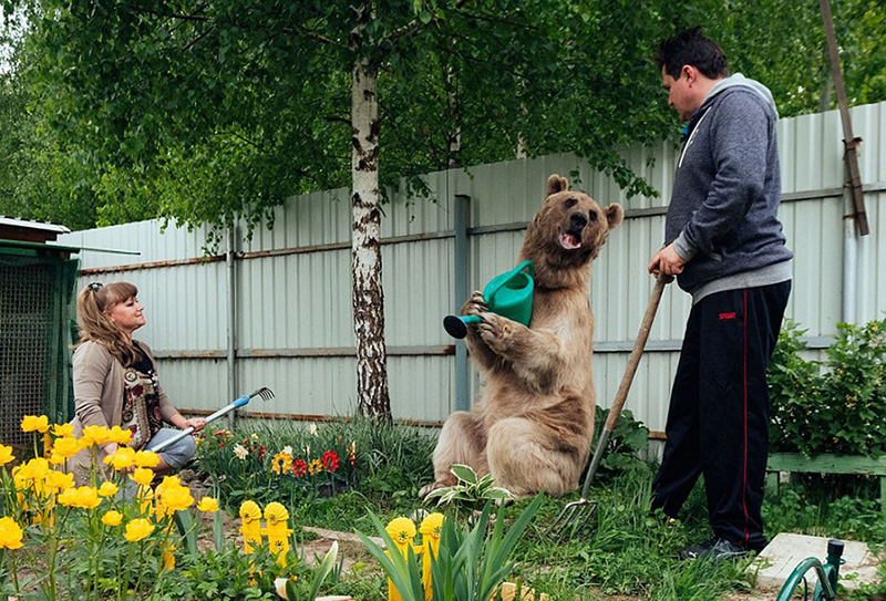couple adopts bear tea party