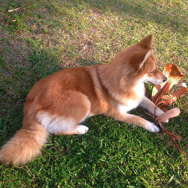 dog looks like a fox