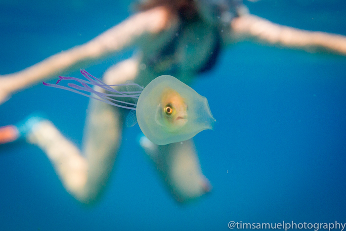 fish inside a jelly fish