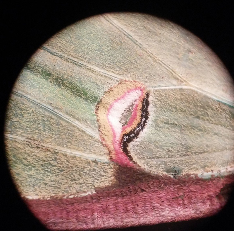 luna moth wing microscope
