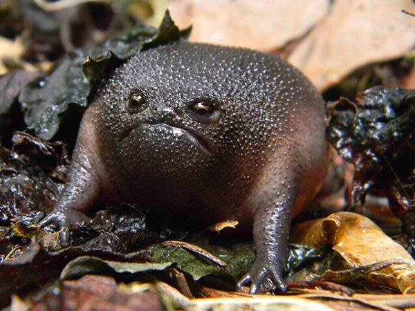 Who cant love the unconventional-looking Black Rain Toad?