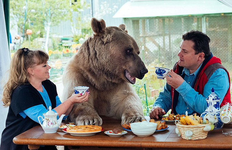 couple adopts bear tea party