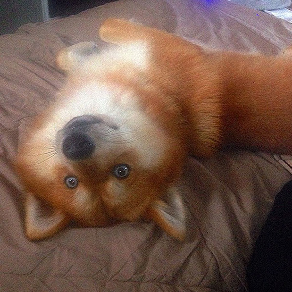 dog looks like a fox