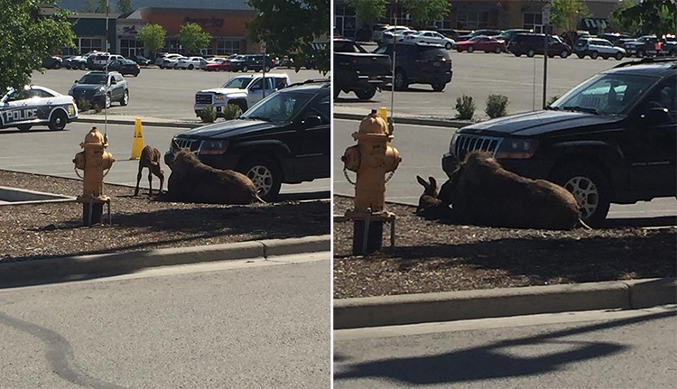 moose gives birth at Lowes paring lot