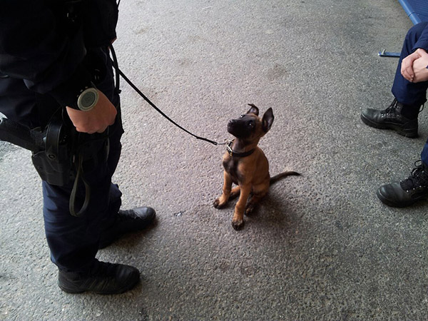 dog police small and cute