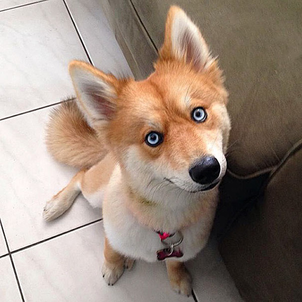 dog looks like a fox
