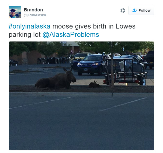 moose gives birth at Lowes paring lot