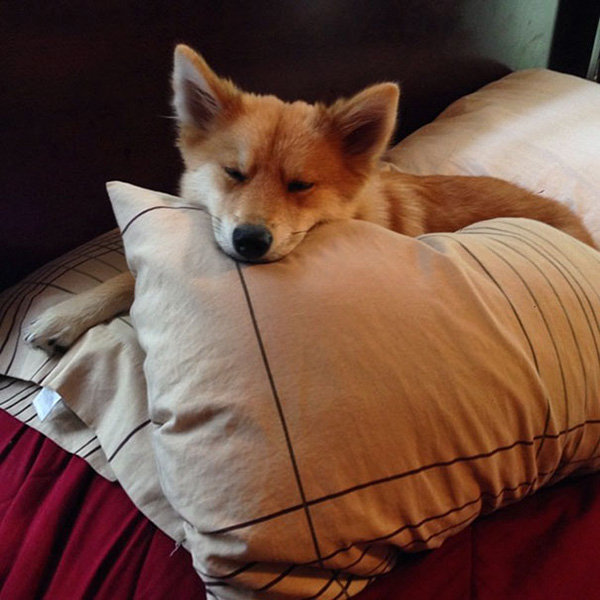 dog looks like a fox